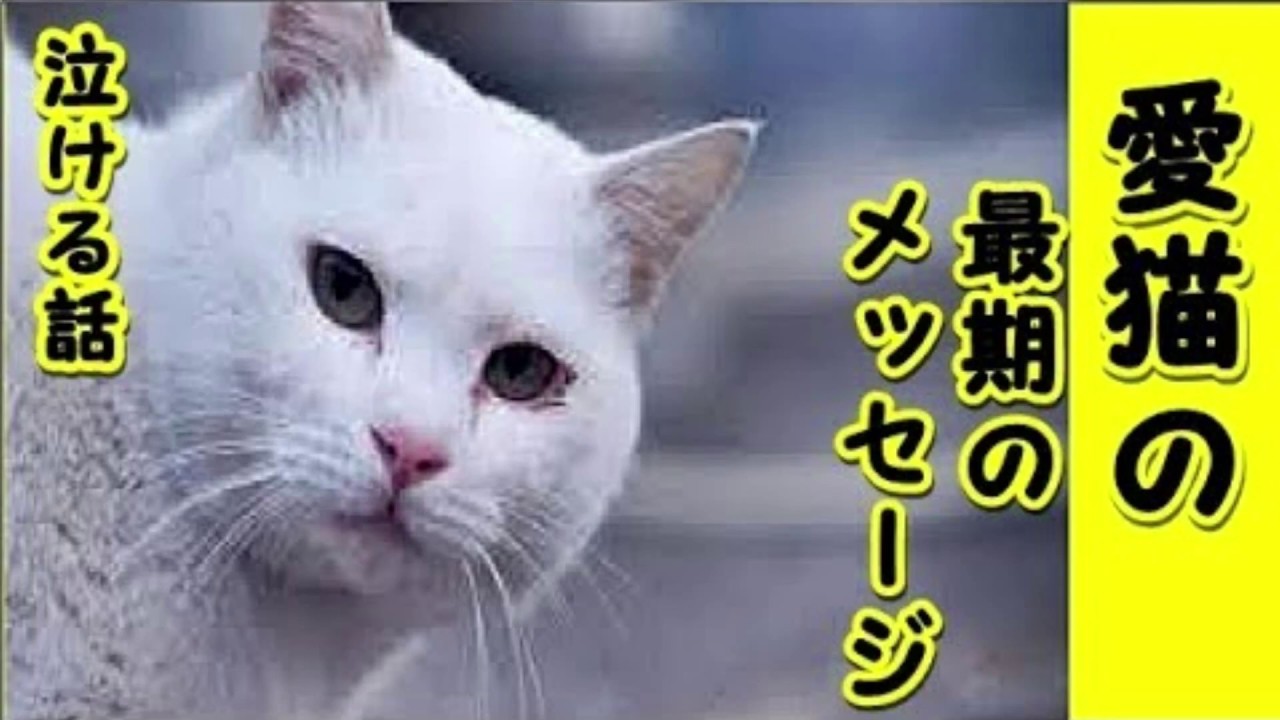 👀感動実話泣ける話・愛猫が逝く時最後に見せた飼い主への感謝のメッセージ