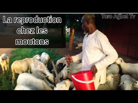 , title : 'La reproduction chez les Moutons / Toro Agbet Tv'