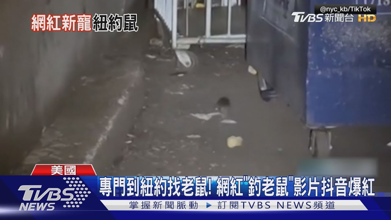 專門到紐約找老鼠! 網紅「釣老鼠」影片抖音爆紅