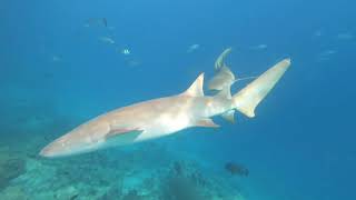 Diving in the Maldives (North Male Atoll)