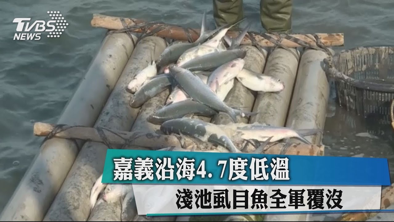嘉義沿海4.7度低溫 淺池虱目魚全軍覆沒