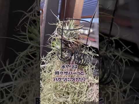 ルイジアナモス、スパニッシュモス 植物