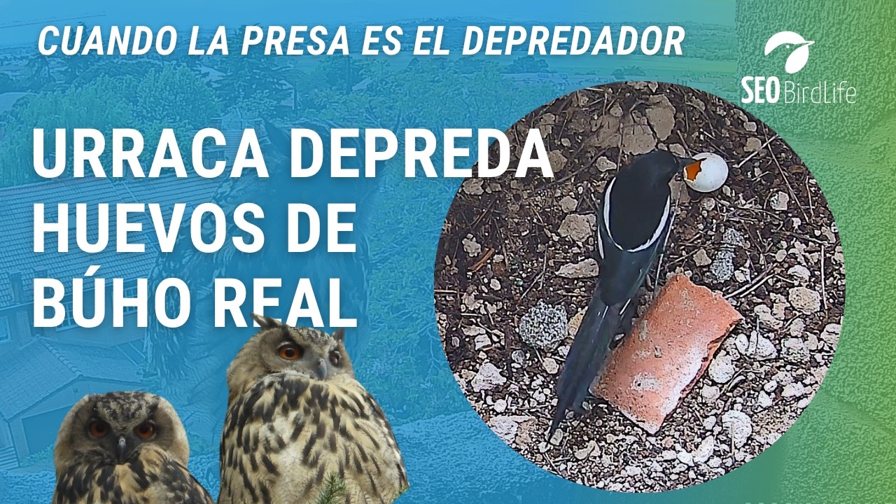 URRACA DEPREDA LOS HUEVOS 🥚🥚. Búhos reales noroeste de Madrid, España. Eurasian Eagle-Owl, Spain.