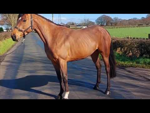 Top Quality 4yo Mare - Image 2