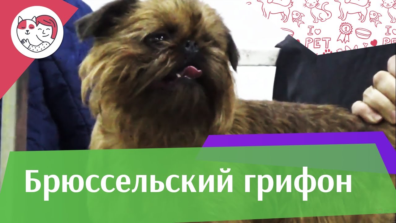 Брюссельский гриффон на ilikepet. Особенности породы, уход