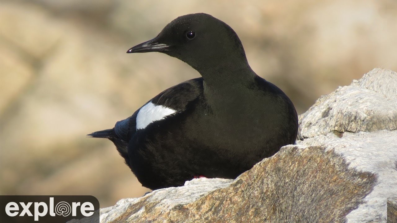 Live webcam view of Black Guillemot Nest Cam