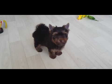 Alex, chocolate Yorkshire terrier boy for the