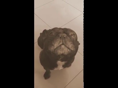 Atún, bulldog francés canta el feliz cumpleaños /...