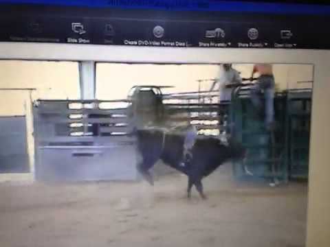 Ace bull mudslinger x Houdini full brother to icebreaker