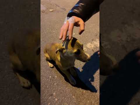 🚨 SEVİLİNCE GÖZLERİ DOLDU: SAHİPSİZ KÖPEĞİN DUYGUSAL ANLARI