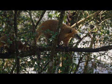 Coati vs Ocelot: Jungle Showdown! #Coati #Ocelot #WildlifeShowdown #NatureDocumentary #JungleLife