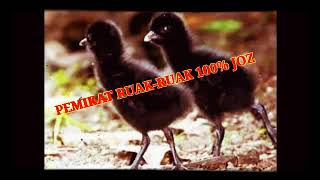 Download lagu Suara anak ruak ruak pikat mp3