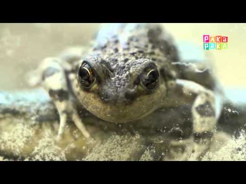 1,2,3 ¡A descubrir! - Encontramos una rana - Canal Pakapaka