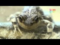1 2 3 A Descubrir Encontramos Una Rana Canal Pakapaka