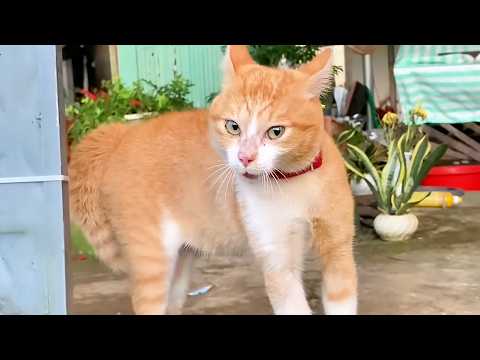 Orange Cats Are Drama Queens 😂🧡🐱 Funny Cat Videos