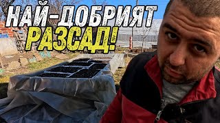 ЖИВОТ НА СЕЛО: НАЙ-ДОБРИЯТ РАЗСАД ЗА ЗЕЛЕНЧУЦИ – МОЯТА ТАЙНА!