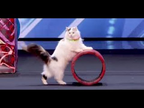 CATS! TALENTED CATS On america' s Got Talent Are FELINE Good!- Amazing Audition. mp4