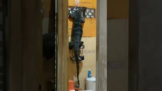 Download lagu TAMU TAK DI UNDANG !!! #short #tiktok #tiktokvideo #shortvideo #viral #viralshorts #viraltiktok mp3 Download lagu TAMU TAK DI UNDANG !!! #short #tiktok #tiktokvideo #shortvideo #viral #viralshorts #viraltiktok mp3