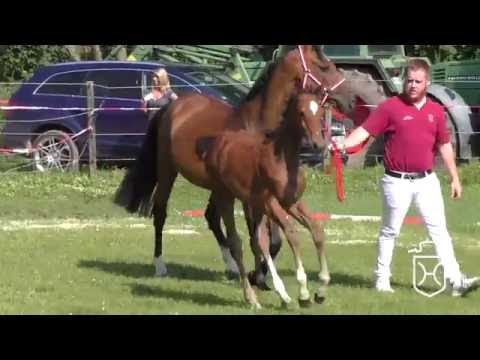 ODRZ065 Hengstfohlen von Kannan - Clearway - Cor de la Bryère