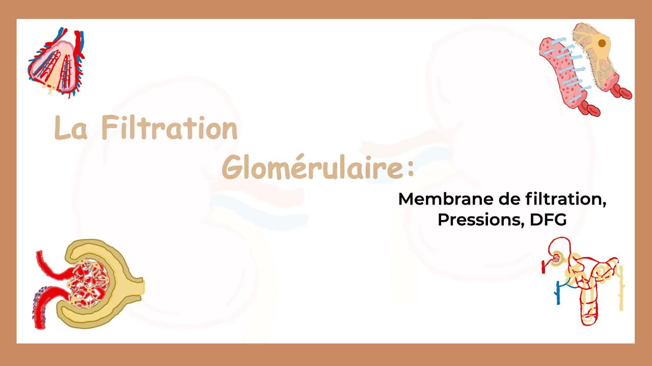 La Filtration Glomérulaire: Membrane De Filtration, Pressions et DFG-Système Urinaire