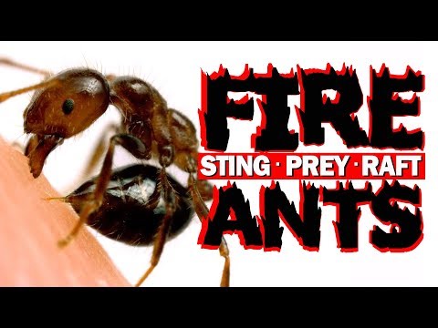 Sting, prey, raft- The successful behaviors of red imported fire ants