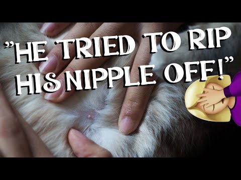 Male Cats Have Nipples Too