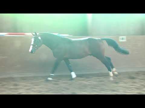 29. Mecklenburger Körtage - Kat.Nr. 80 Hengst v. Million Dollar