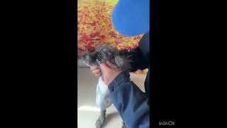 Video preview image #1 Poodle (Toy) Puppy For Sale in Seattle, WA, USA