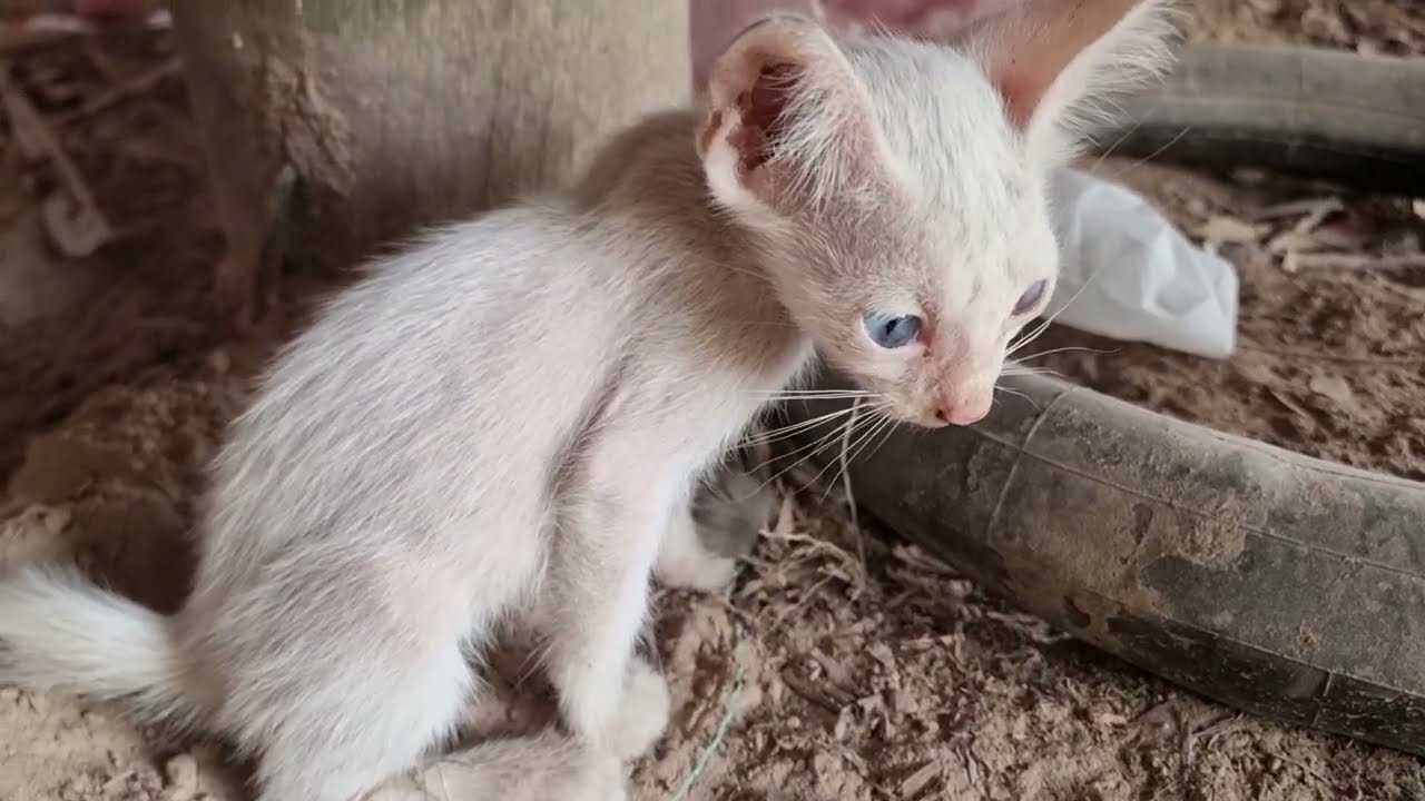 The poor kitten stays with the blind mother cat