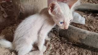 The poor kitten stays with the blind mother cat MQDEFAULT Thumbnail
