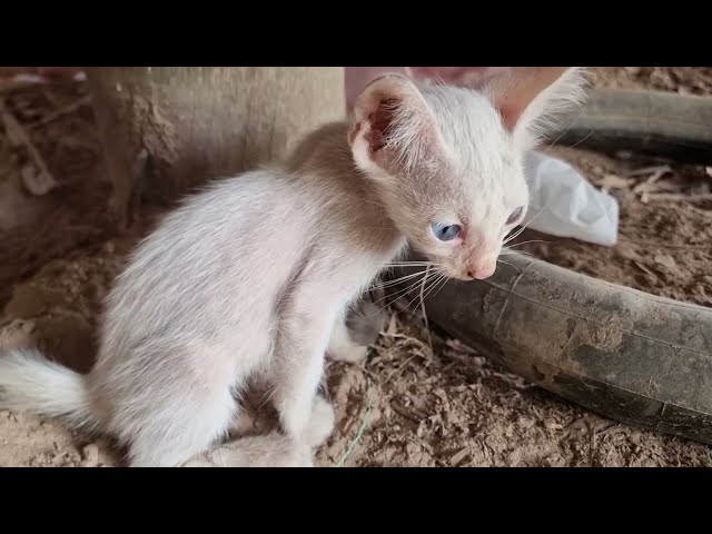 The poor kitten stays with the blind mother cat SDDEFAULT Thumbnail