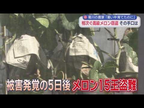 YouTube Video 高級果物を狙った窃盗事件が静岡県内で相次ぐ　最高級のマスクメロン・アローマメロンが被害　生産農家「犯人にバカヤローと言いたい」