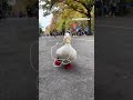 Running Duck Outline Trend Tiktok