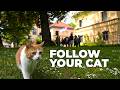 The Secret Lives of Cats DEFAULT Thumbnail