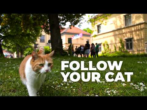 The Secret Lives of Cats