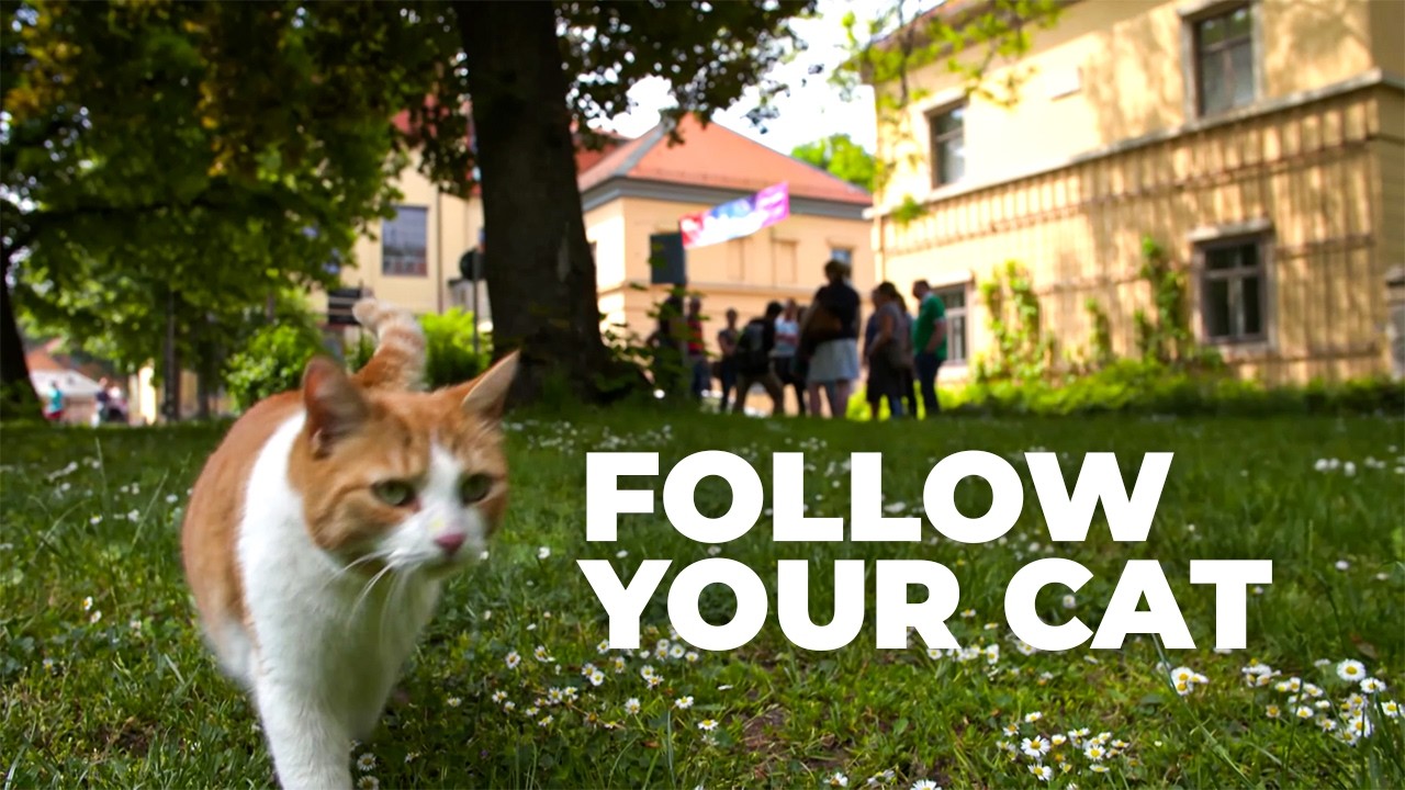 The Secret Lives of Cats