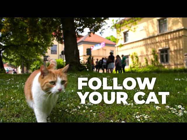 The Secret Lives of Cats SDDEFAULT Thumbnail