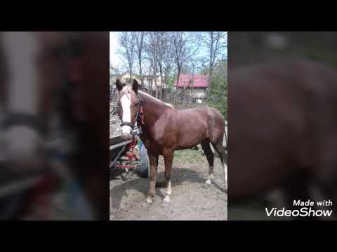 Cai frumosii👑💰🔫