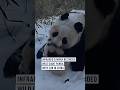 Infrared camera recorded wild giant panda with cub in China