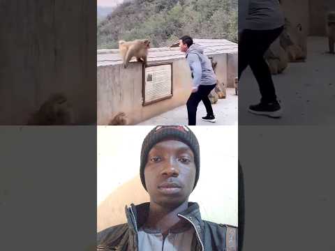 fights Man vs Monkey part 2