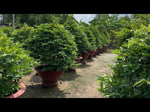 Giao lưu nhiều giống mai ghép thành phẩm chơi tết 27/7/2022 âm lịch