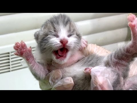 4 day after birth. Determine the gender of newborn kittens.