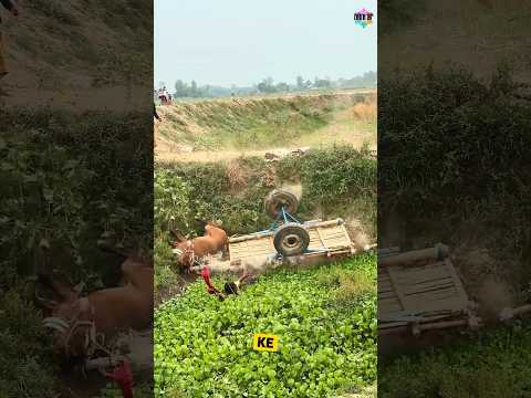 saat Gerobak Kuda Menghadapi Tanjakan 🐴 #faktaunik #gerobaksapi #petani #kuda #kerbau #peternak