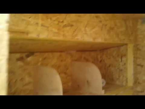 Куриная изба . ООО Купец +7 (903) 681-44-78 .Курятники Всё Тут !