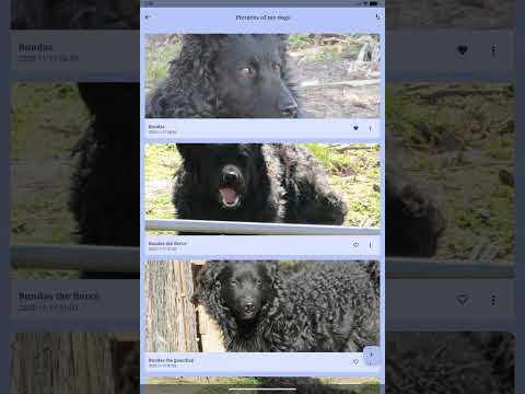 myDBear
