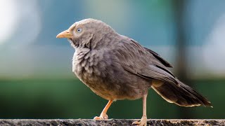 Download lagu babbler bird sound ep 5 mp3 Download lagu babbler bird sound ep 5 mp3