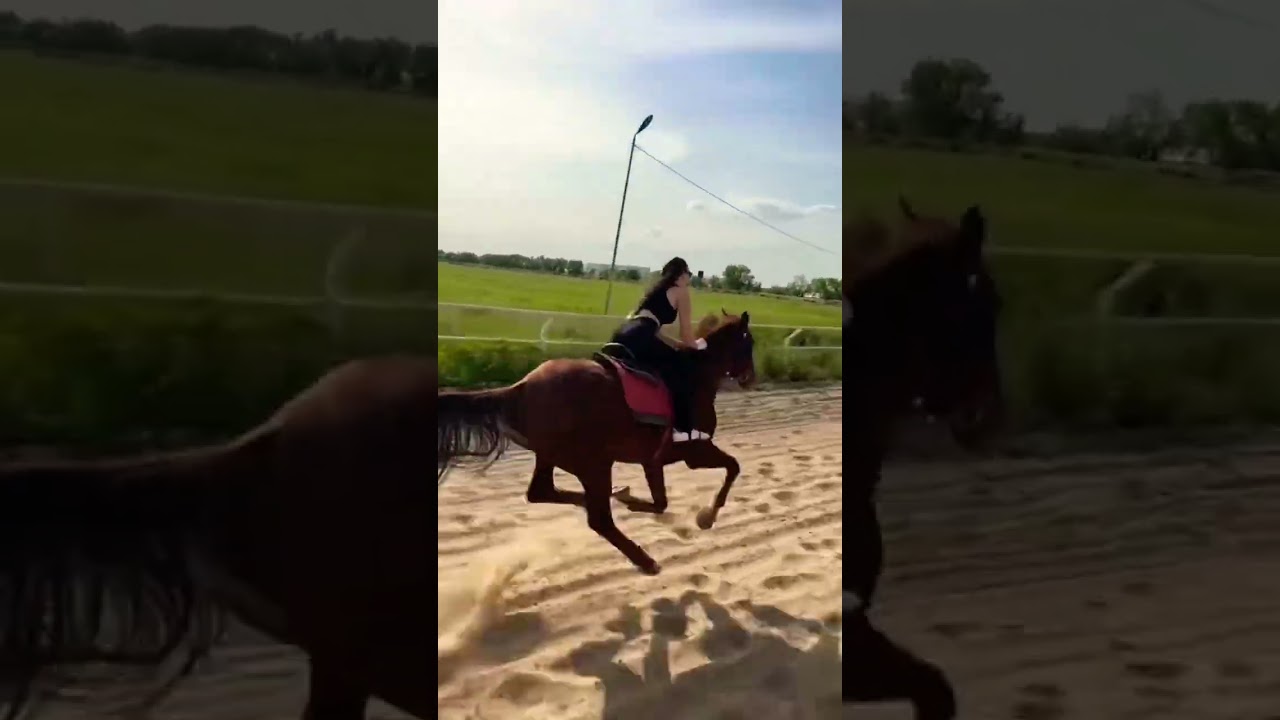 Riding into the sunset Ultimate Peace No Stress #HorseRiding #NatureVibes #NoStress #Freedom#Shorts