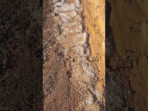 Colheita de batata 2025 turma de Guarapuava PR colhendo em Santa Maria Do Oeste