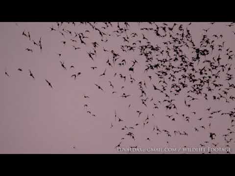 wrinkle-lipped bat (Chaerephon plicatus) , Khao Yai National Park