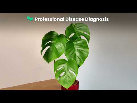 PlantIn: Plant Identification video